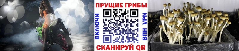Псилоцибиновые грибы мицелий Можга